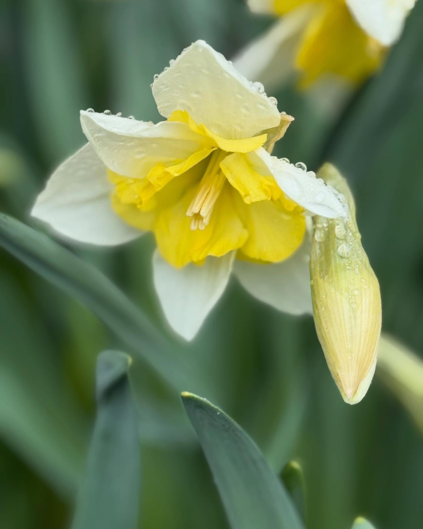 First bucket of blooms went out the door this morning to @alaskanflorist (Martha&rsquo;s Flowers). I trialed a small batch of narcissus and so far it&rsquo;s a great success! If you are ever in need of some fresh flowers, I can&rsquo;t recommend Mart