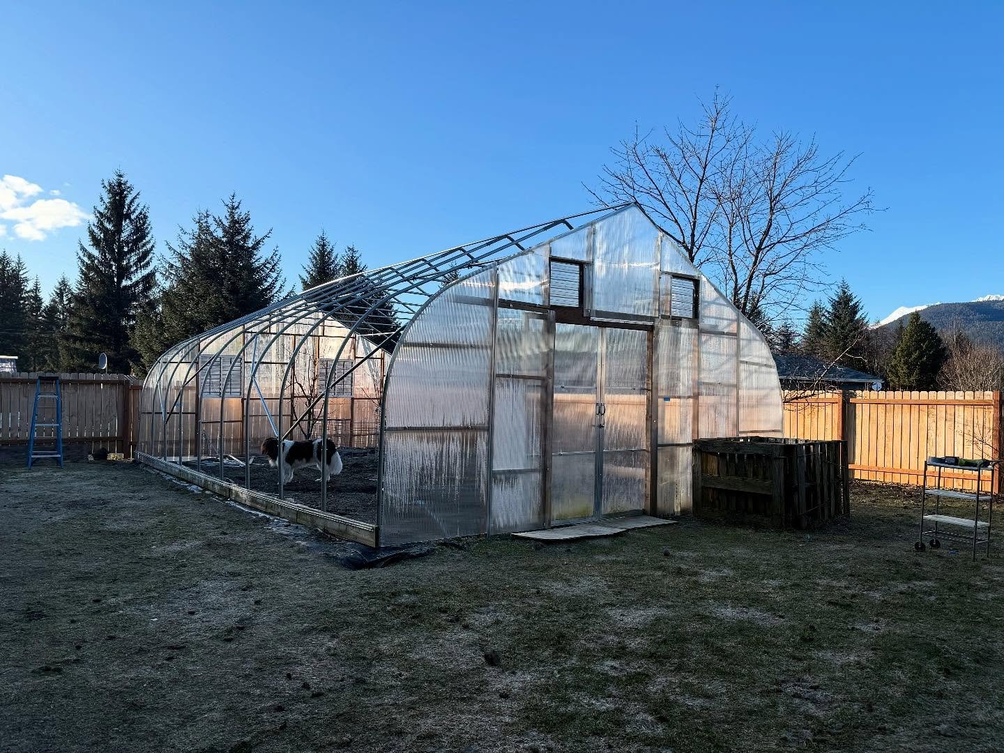 Greenhouse is completely rebuilt! Just waiting a few more weeks to put the polycarbonate over the top. In the meantime, it&rsquo;s time to start seeds and dahlia tubers indoors. 🥰