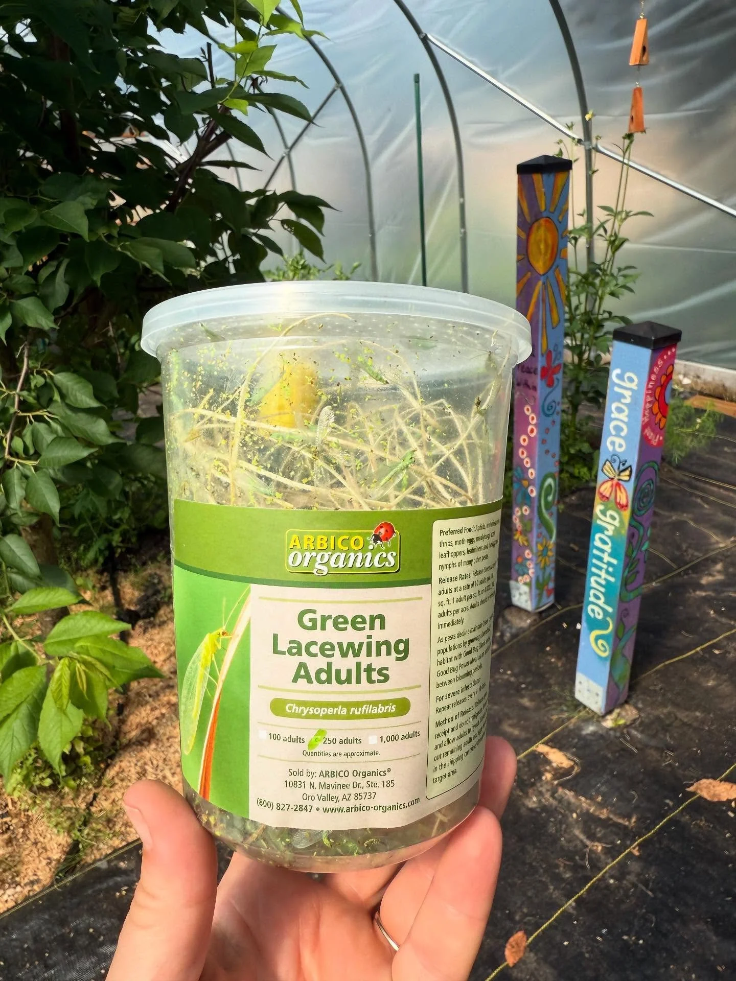 Best natural defense against aphids.