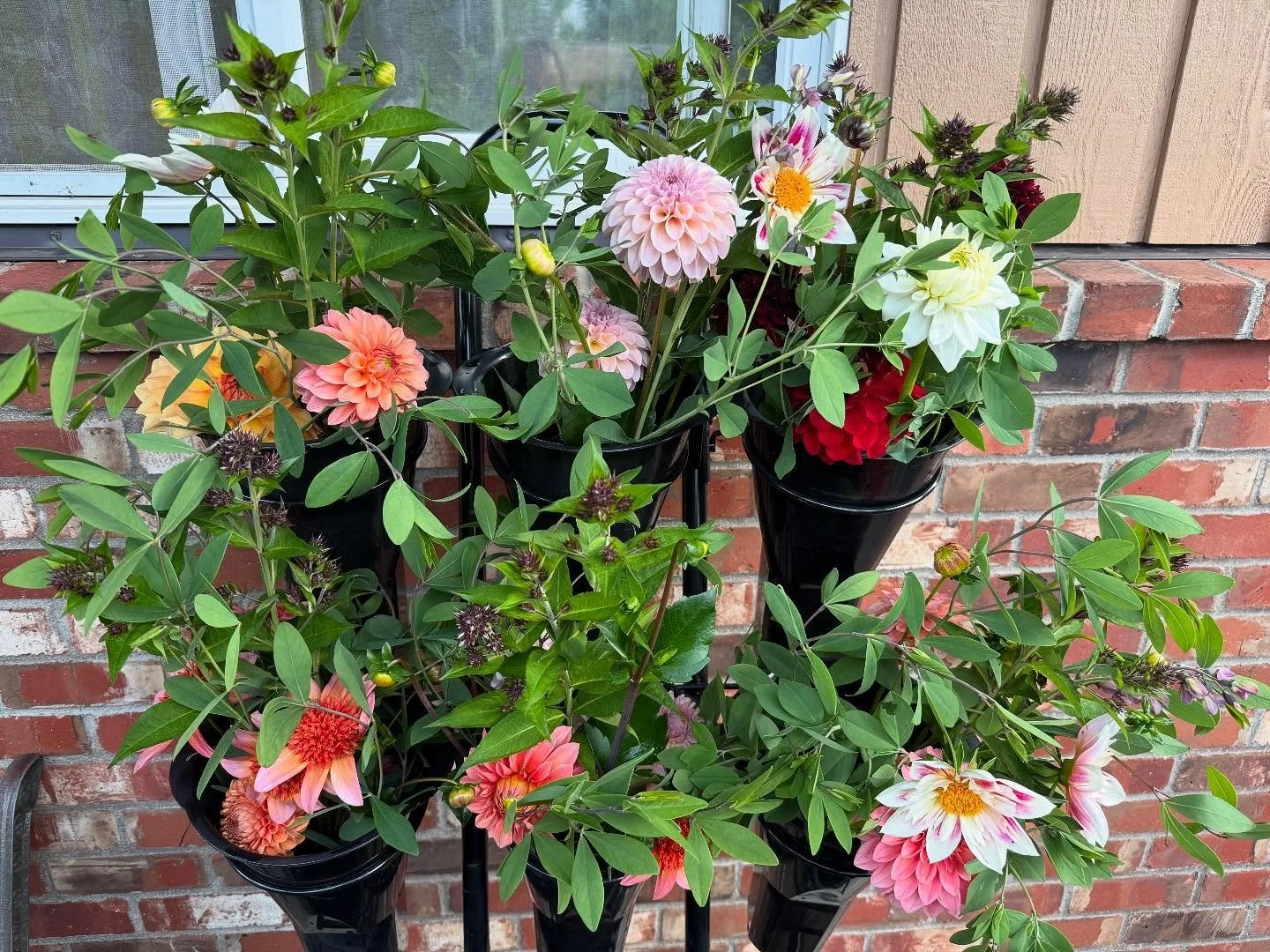 First day of school, and first day of bouquet subscriptions. The dahlias are gorgeous! I always get nervous on the first day of bouquet pickup because they always seem a little small to me. But things are finally taking off and it&rsquo;s going to be