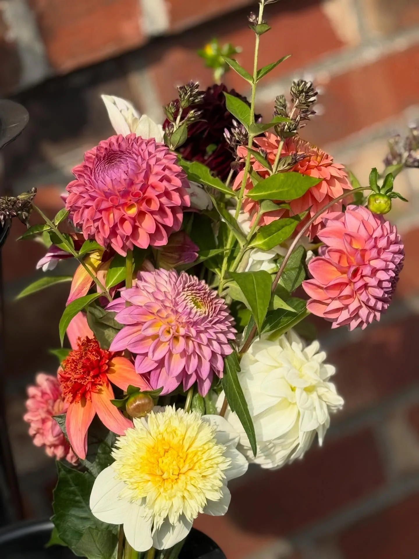 Getting some bigger dahlia blooms. They&rsquo;re loving all this sunshine!