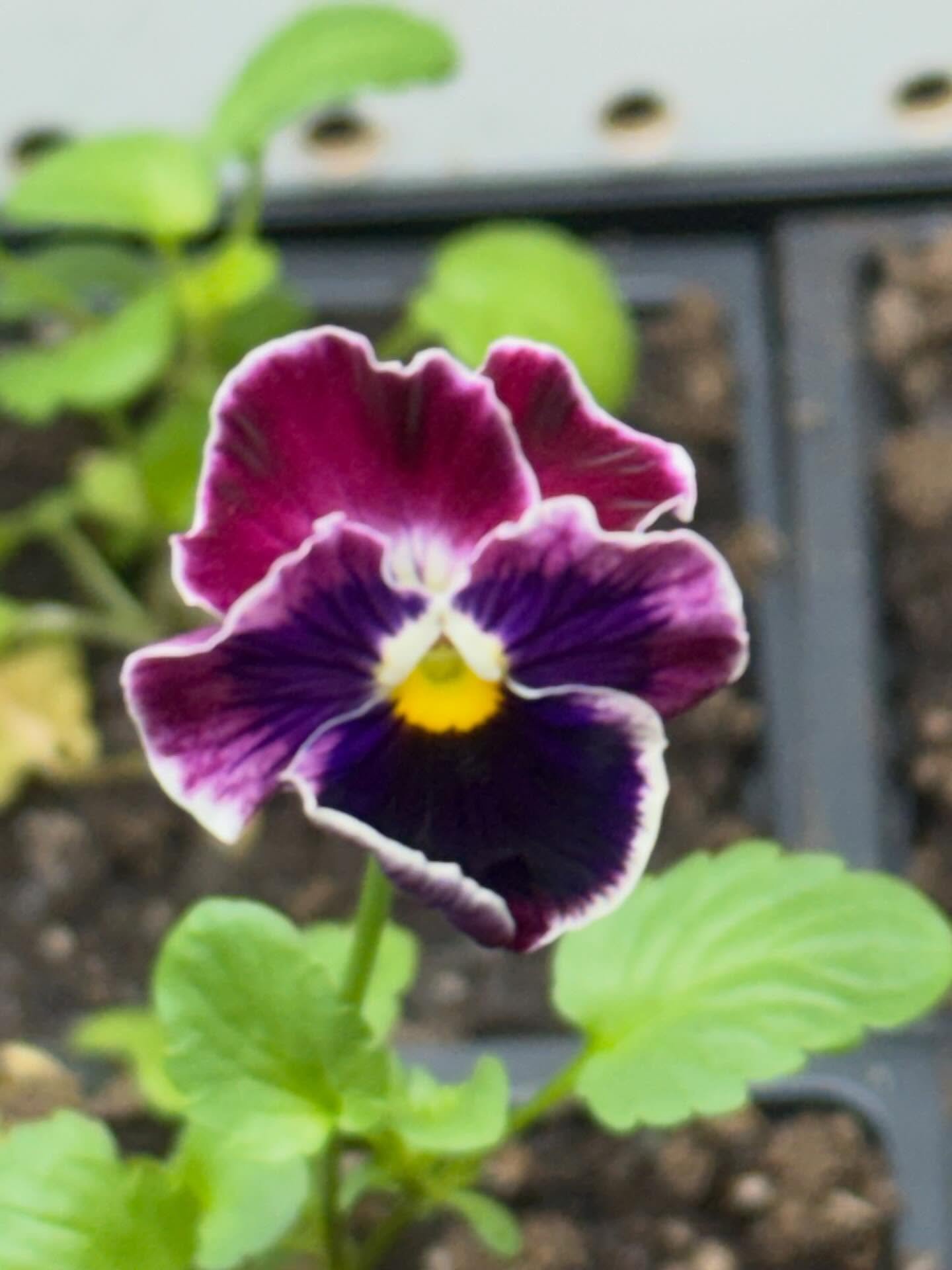 First bloom of the year! I received a pack of pansy plugs at the ASCFG conference from Farmer Bailey on January 13th. I hauled them all the way back home to Juneau, Alaska, and have babied them ever since. There&rsquo;s still a fair amount of snow on