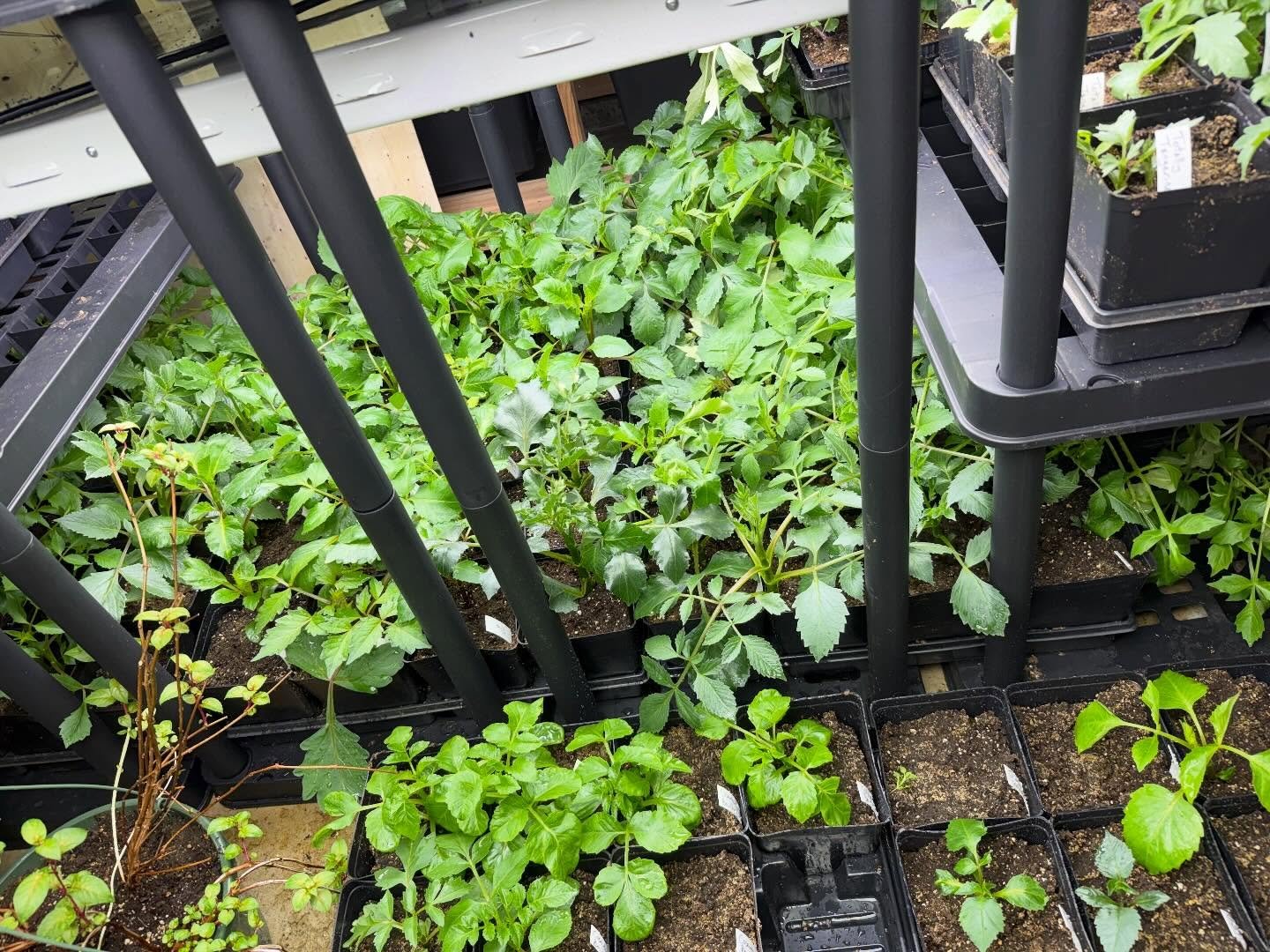 It&rsquo;s a jungle in my garage right now and I love it!!!!!