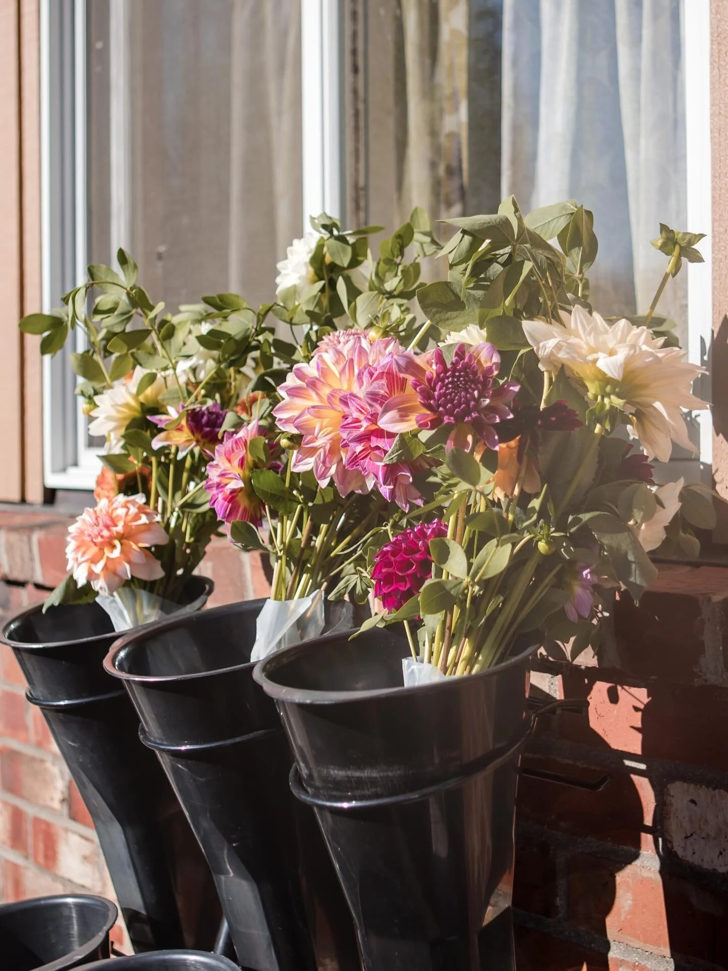 We have two subscriptions left for Monday pickup.  I&rsquo;ve got so many gorgeous flowers in store for you this year! With over 200 dahlia plants under grow lights right now, it&rsquo;s sure to be an epic season. 🥰💐