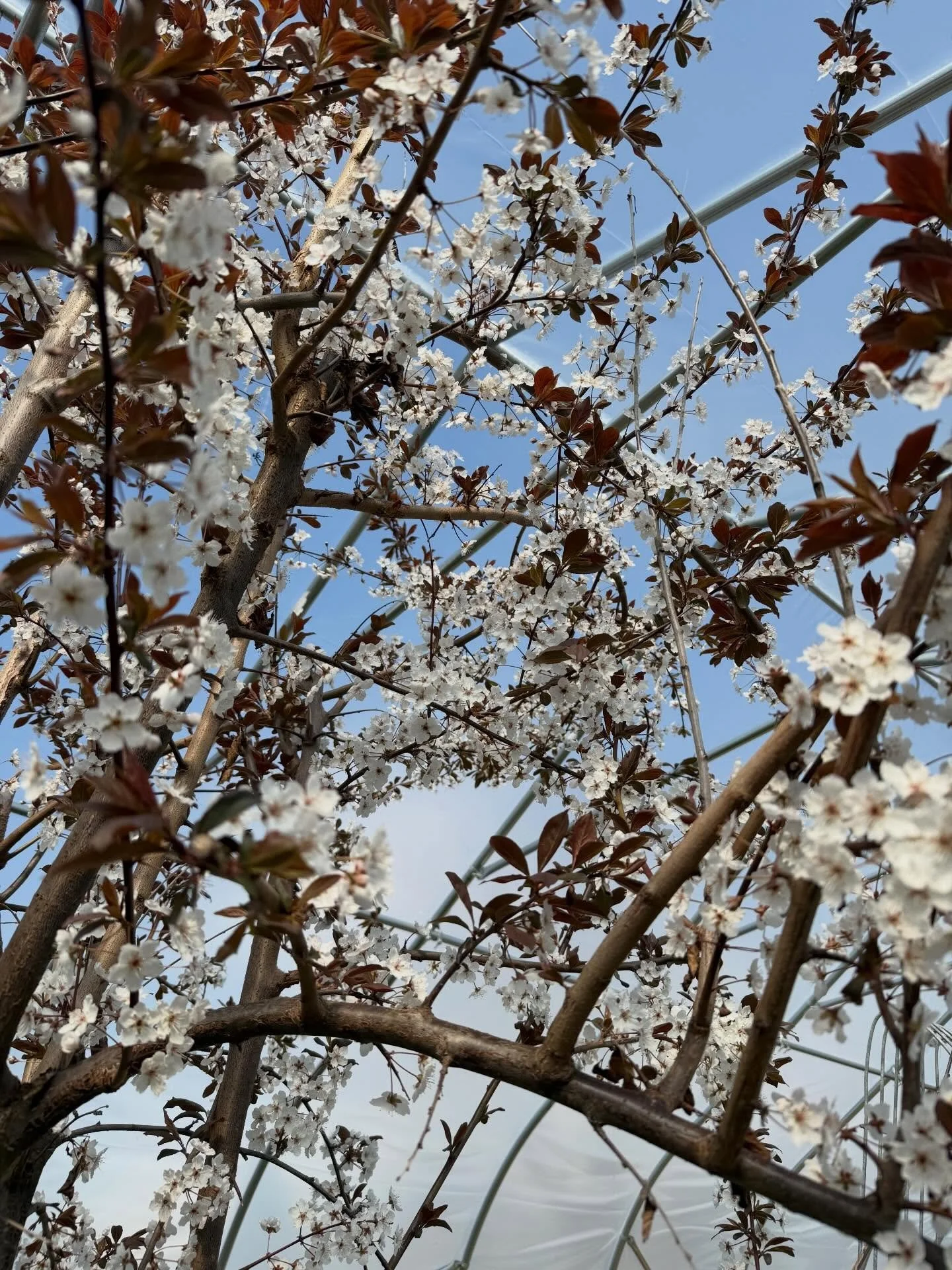 It&rsquo;s finally spring in my high tunnel! Both plum trees are in full bloom and there are massive bees buzzing about. 🥰