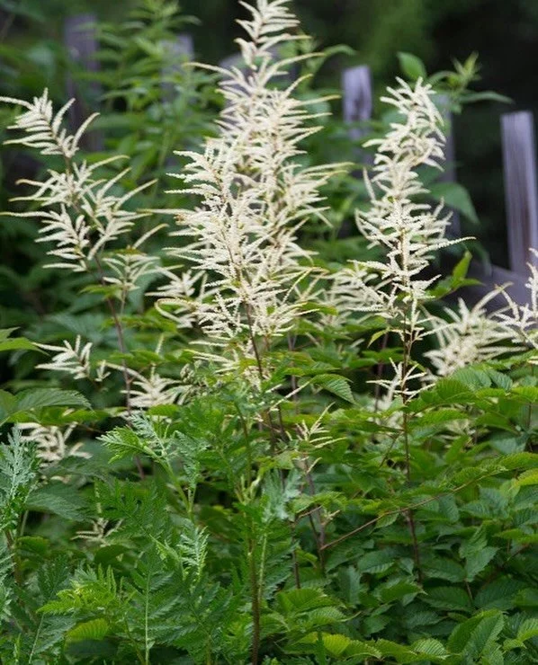 Aruncus dioicus, or Goat&rsquo;s Beard, caused quite a few hateful mutterings on the farm this morning. This bugger self seeds like no one&rsquo;s business and I removed 47 new plants from my front yard garden. It took about 2.5 hours and no less tha