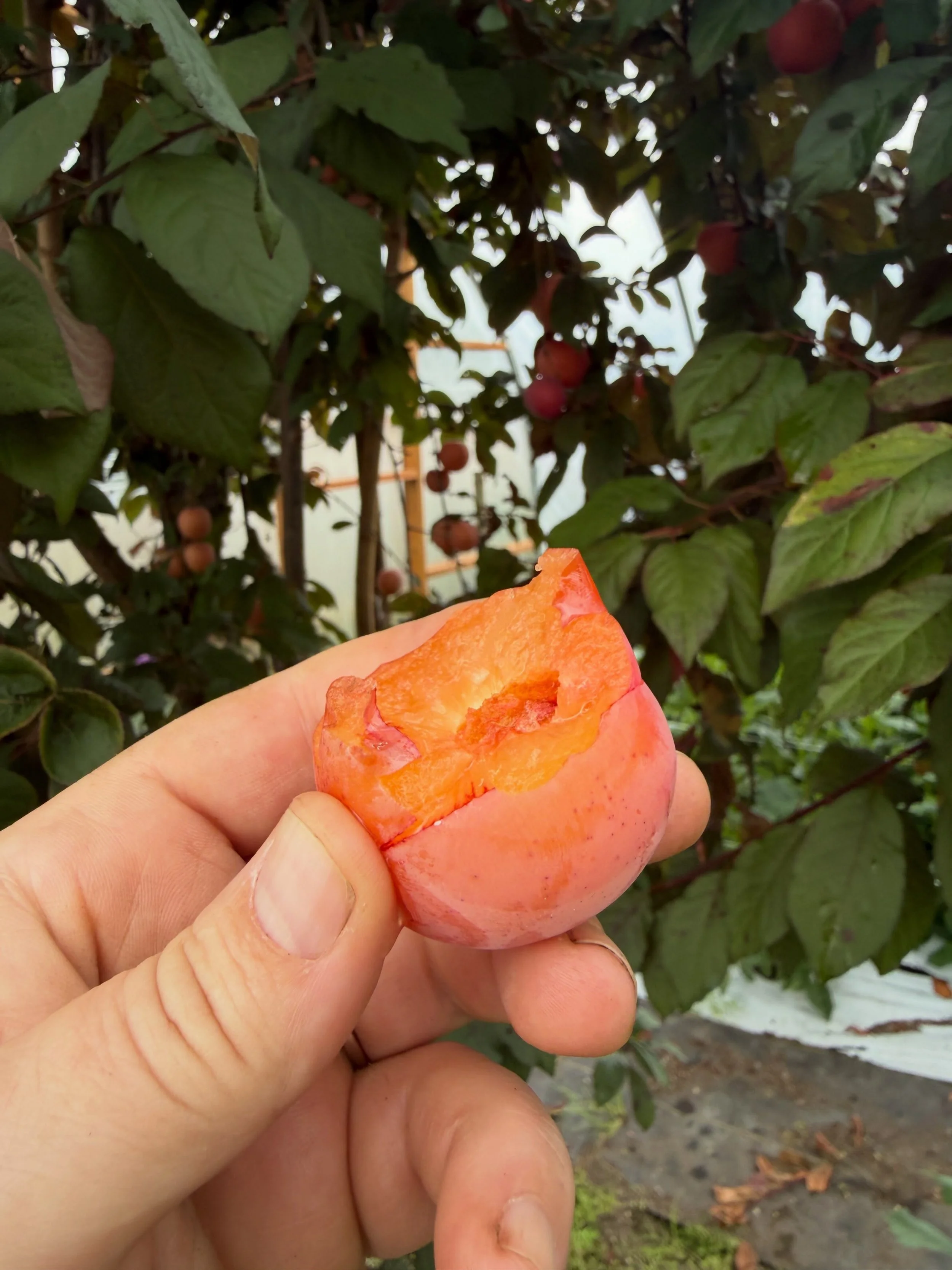 First ripe plum of the year! So good!