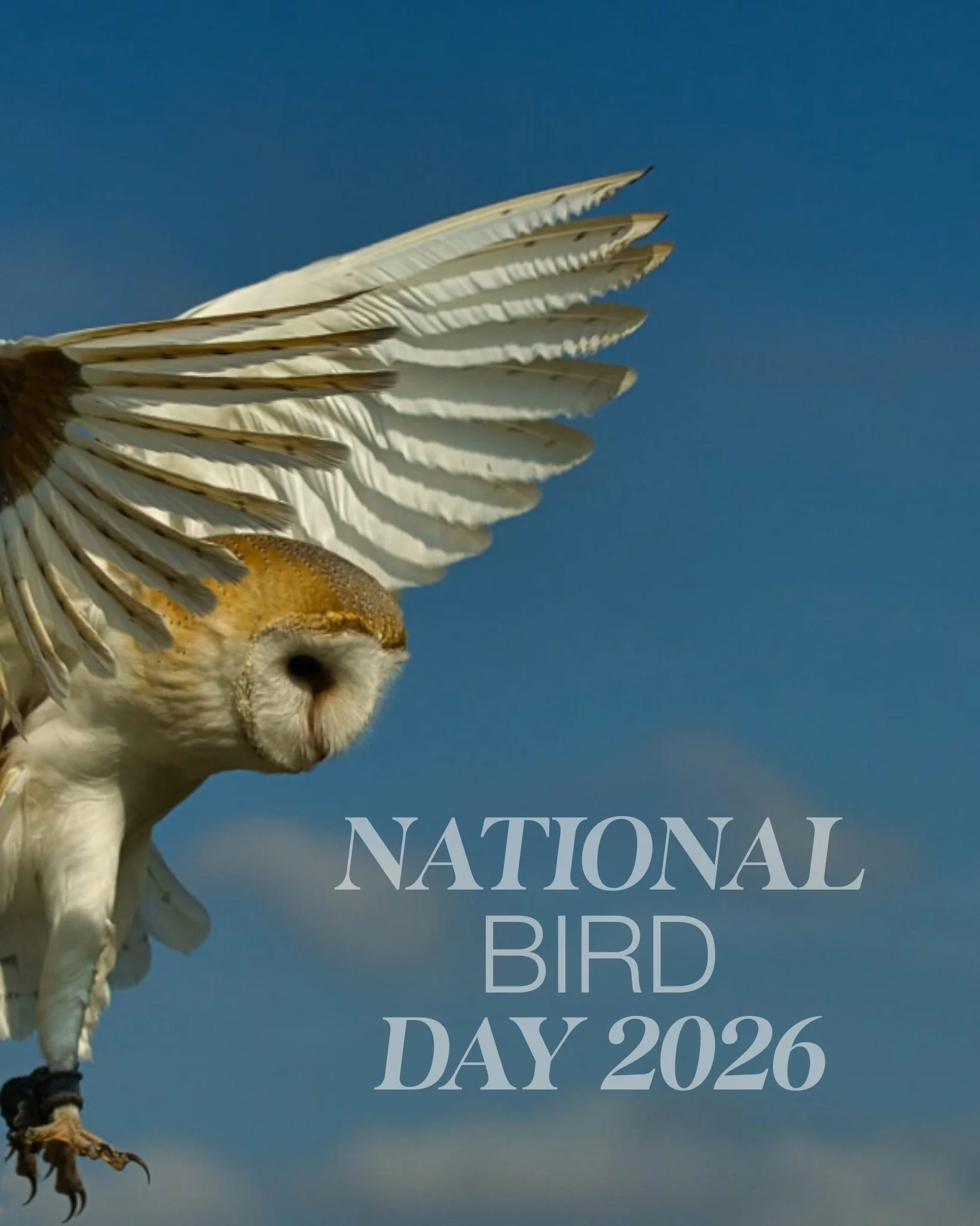 🦉✨ Happy National Bird Day 2026! ✨🦉

Today we&rsquo;re celebrating all things feathered &mdash; and yes, the beautiful face you can see here is Kaye&rsquo;s own barn owl, captured mid-flight 💛

Birds have an incredible way of stopping us in our tr