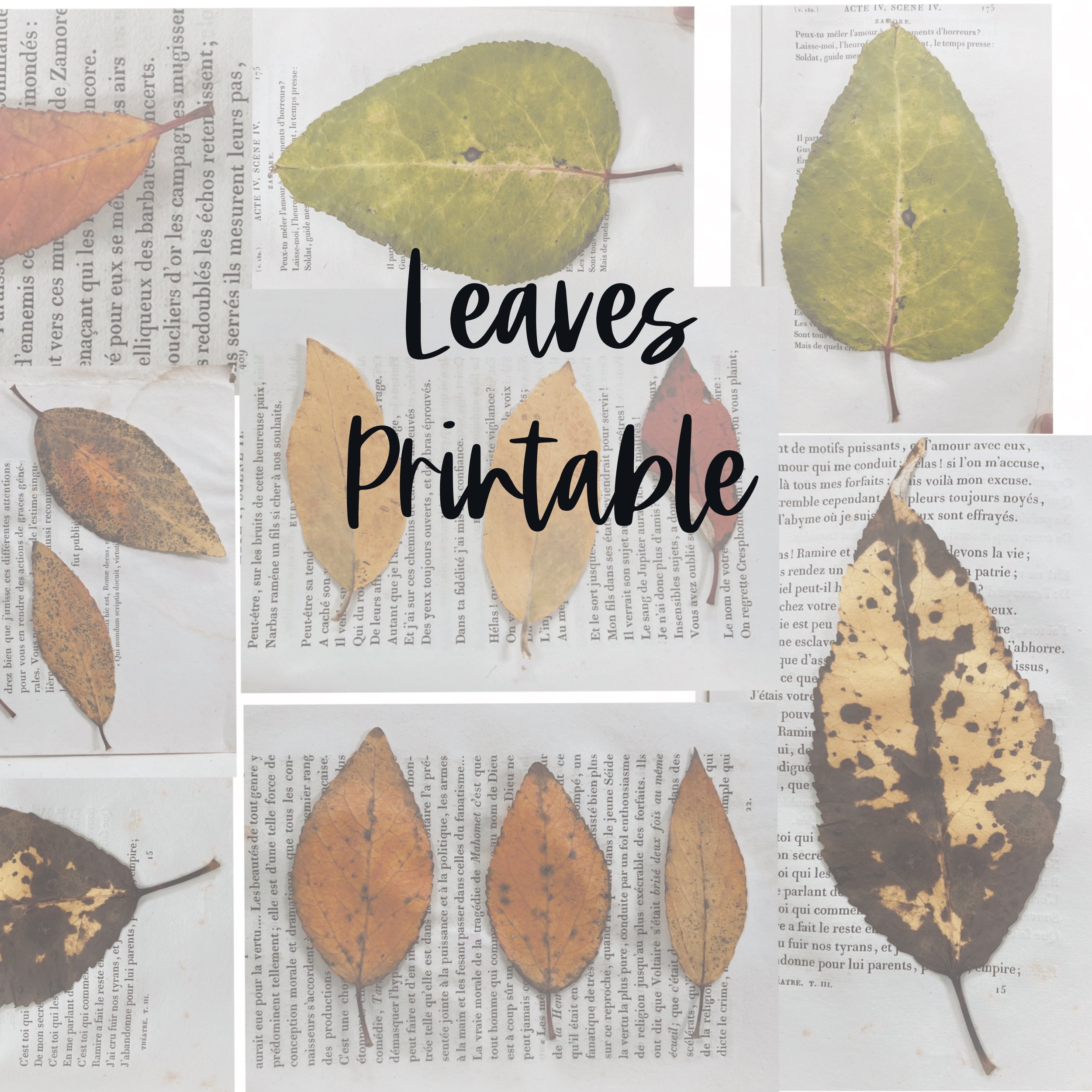 leaves.jpg