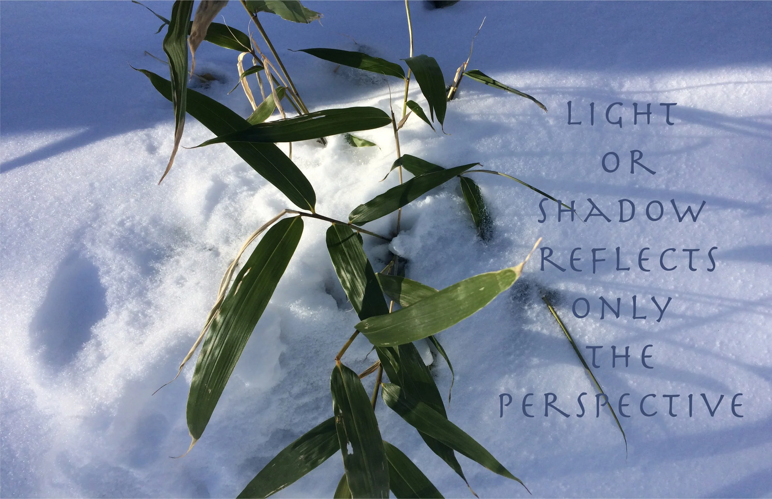 bamboo photograph, mantra wall art, bamboo in snow