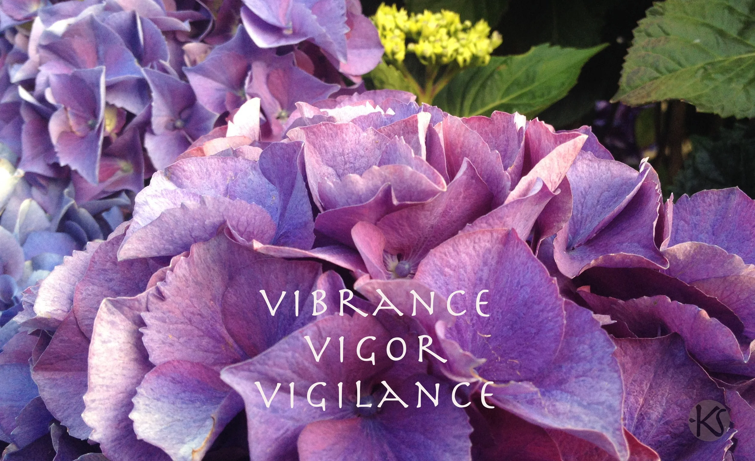 Hydrangea-vigilance.jpg