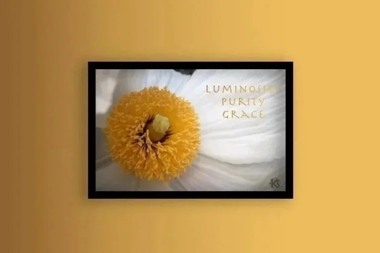 Yoga Mind Mantra-Matilija Poppy-"Luminosity, Purity, Grace"-High resolution digital download