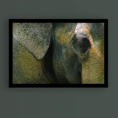 Wise-one-Elelphant_smile-wall-art.webp