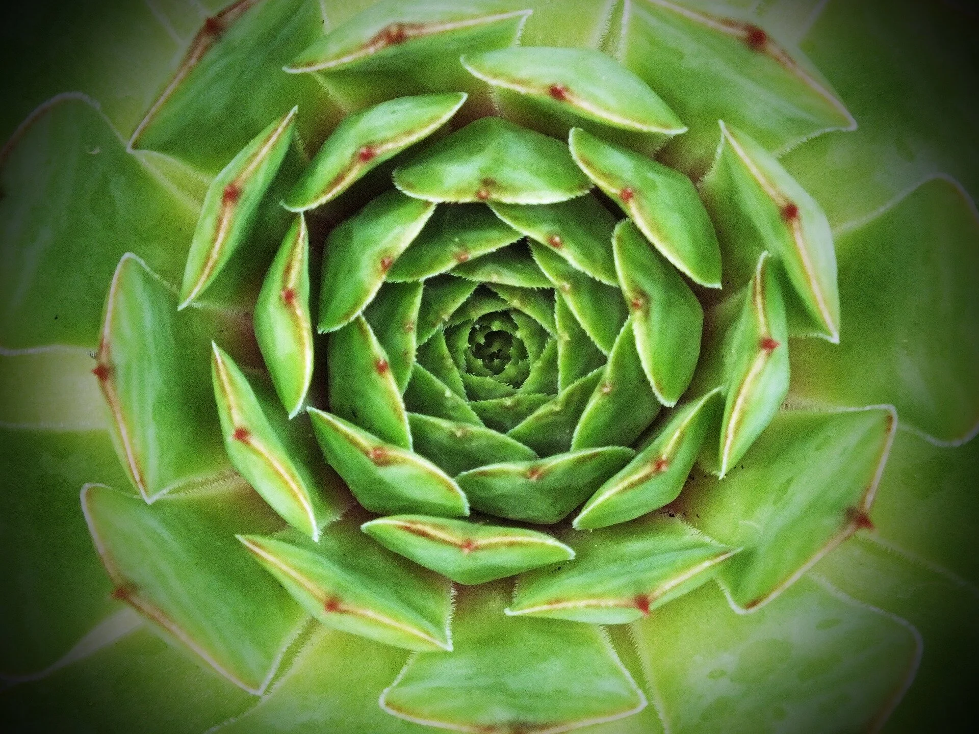 Growing Whole Writing Guide
