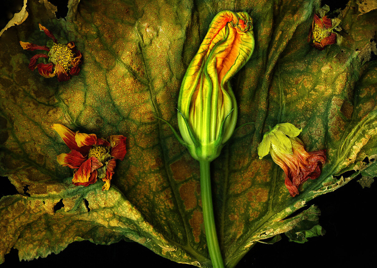 ZUC AND SPENT FLOWERS ©2020 PETER KROHN
