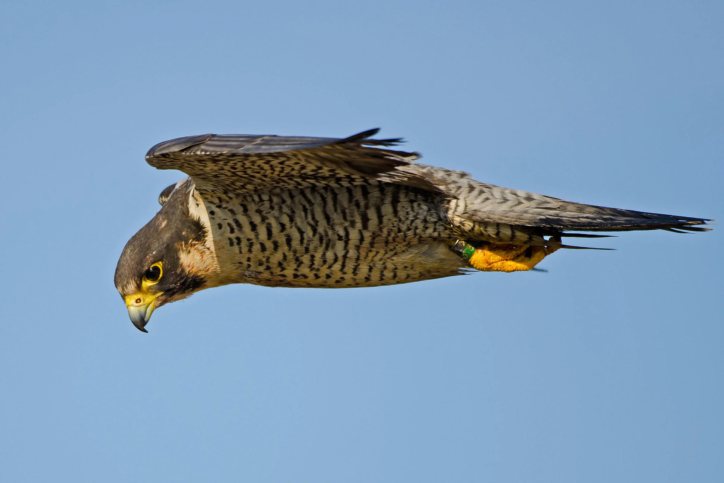 Peregrine Falcons: The Need For Speed
