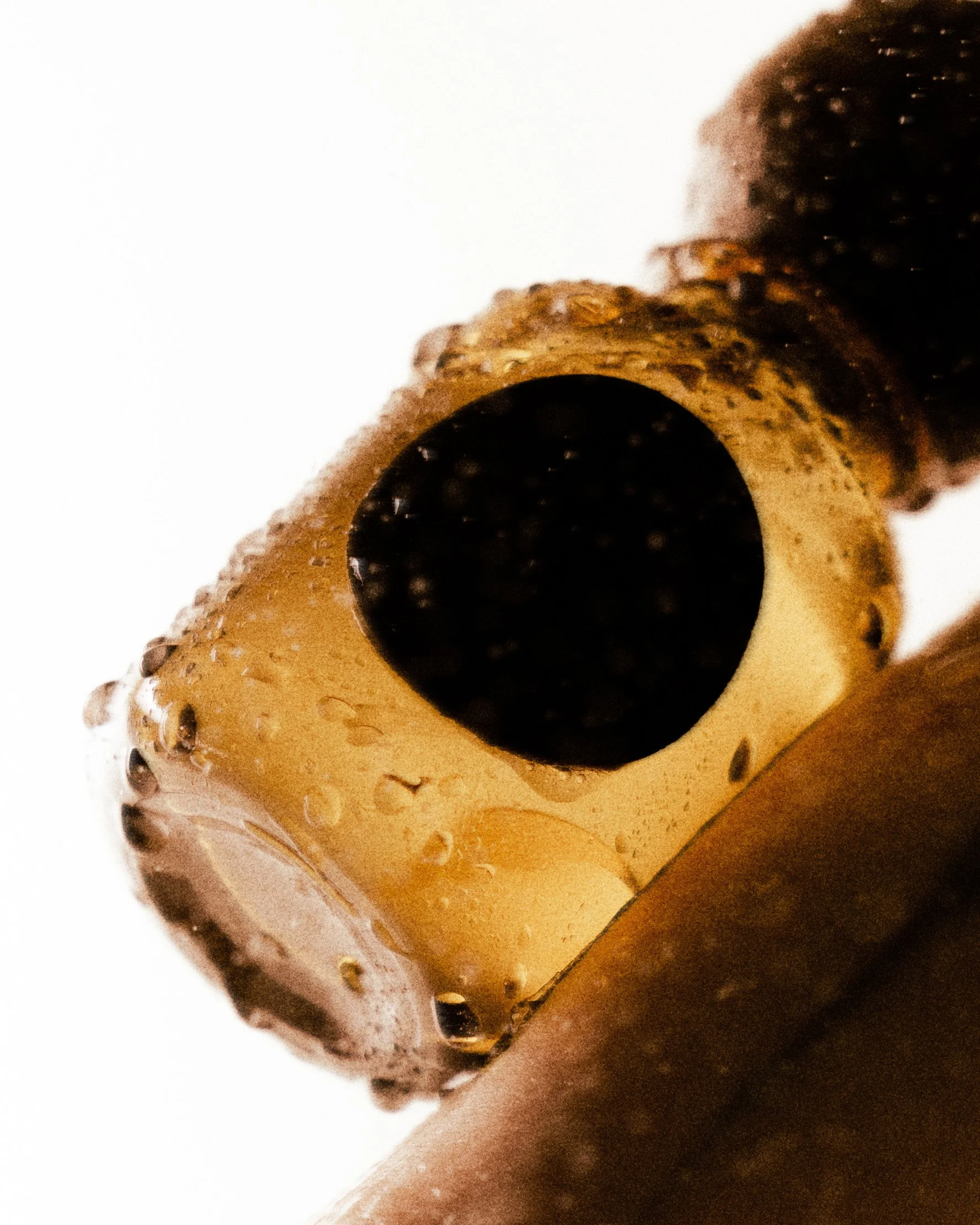 EAU DE PARFUM ORIGINAL • Skeleton Apothecary by Auria Nurm