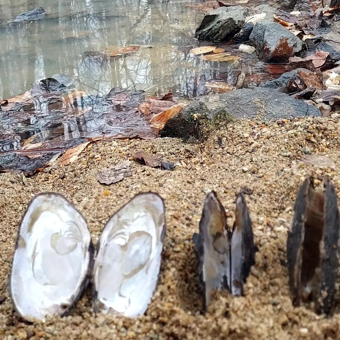 It is awesome to witness 

new rocks, stones and alluvium that get re-arranged along the creekside beaches after heavy rains, 

large freshwater mussels that clean the water, 

even leaf debris which floods the forest canopy floor,  huddling as clump