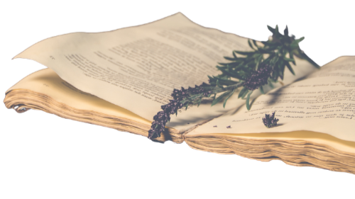 Open book with sprigs of lavender and other herbs resting on its pages.