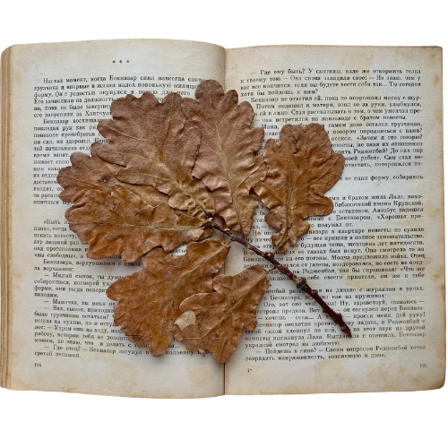 A book with text in a different language, opened to pages 154 and 155, with several dried, brown oak leaves placed on top.