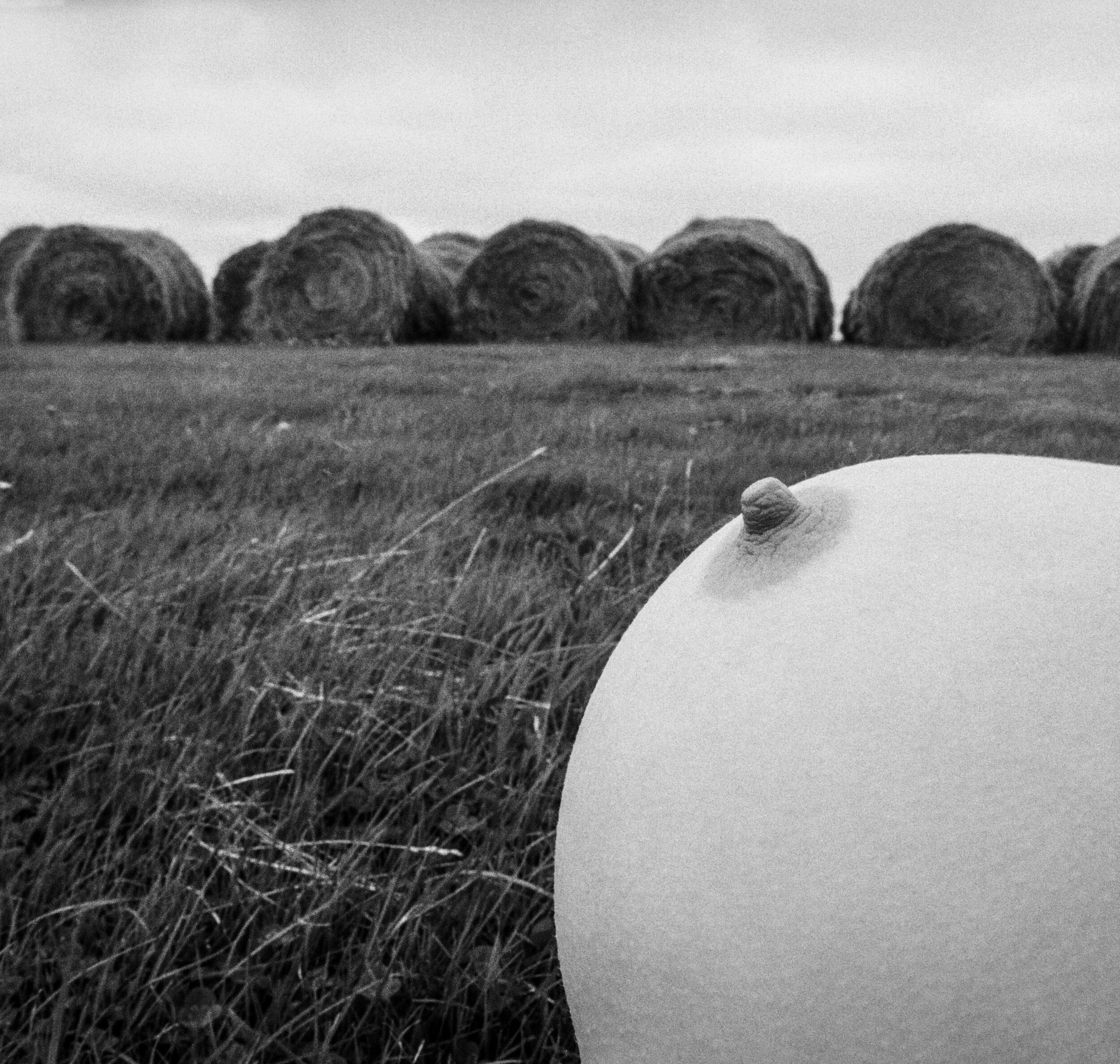 breastandhaybalescrop copy.jpg