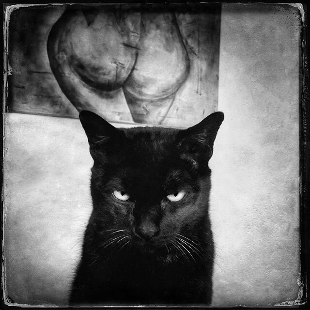 Stern black cat with a pair of buttocks
&bull;
&bull;
&bull;
#catsofinstagram #outofthephone #hipstamatic #instagram #bnw_demand #hikaricreative #lensculture #tinycollective #wearegrryo #tea_journals #vimpt #akasimagazine #friendsinperson #youmobile 