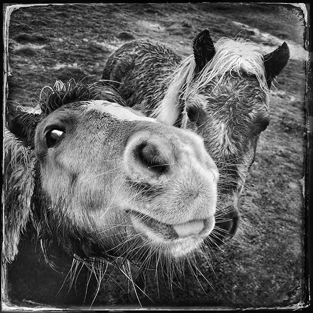 Met these two in the rain, they stayed close, brother and sister I reckon, the brother having the hairiest chin and well overdue for a good groom and spruce up. Neither were short of a sense of humor and were both playful. Most animals are .... more 