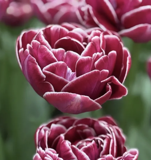 Dream Touch Tulip.png
