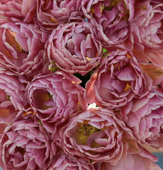 Beachberry Tulip.png