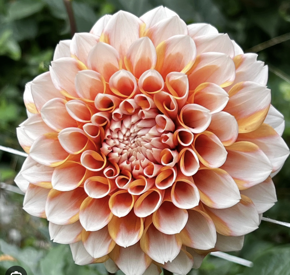 Dahlia Holly Hill Orange Ice.png