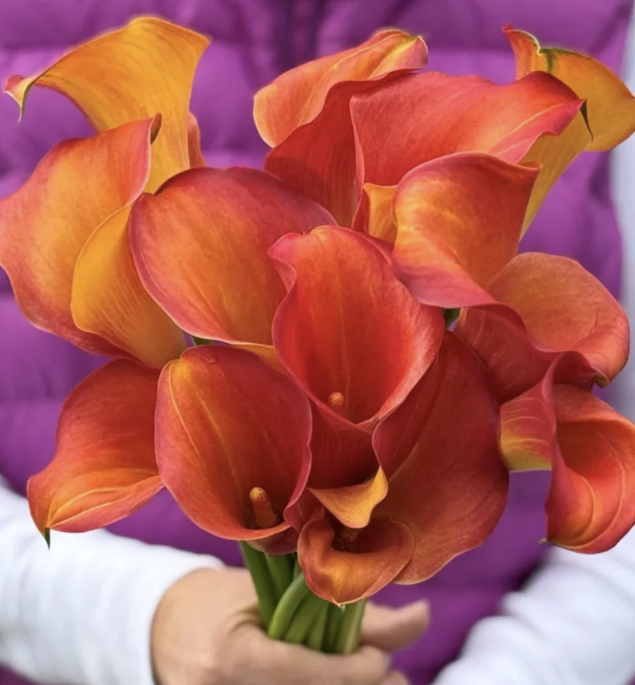 Screenshot 2026-03-30 at 8.16.40 AM.png