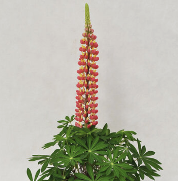 Screenshot 2026-04-12 at 5.25.27āÆPM.png