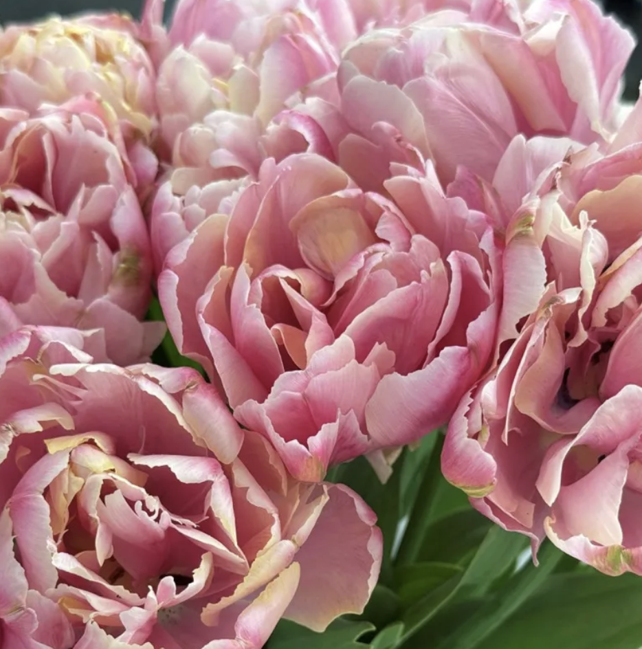 Pink Star Tulip.png
