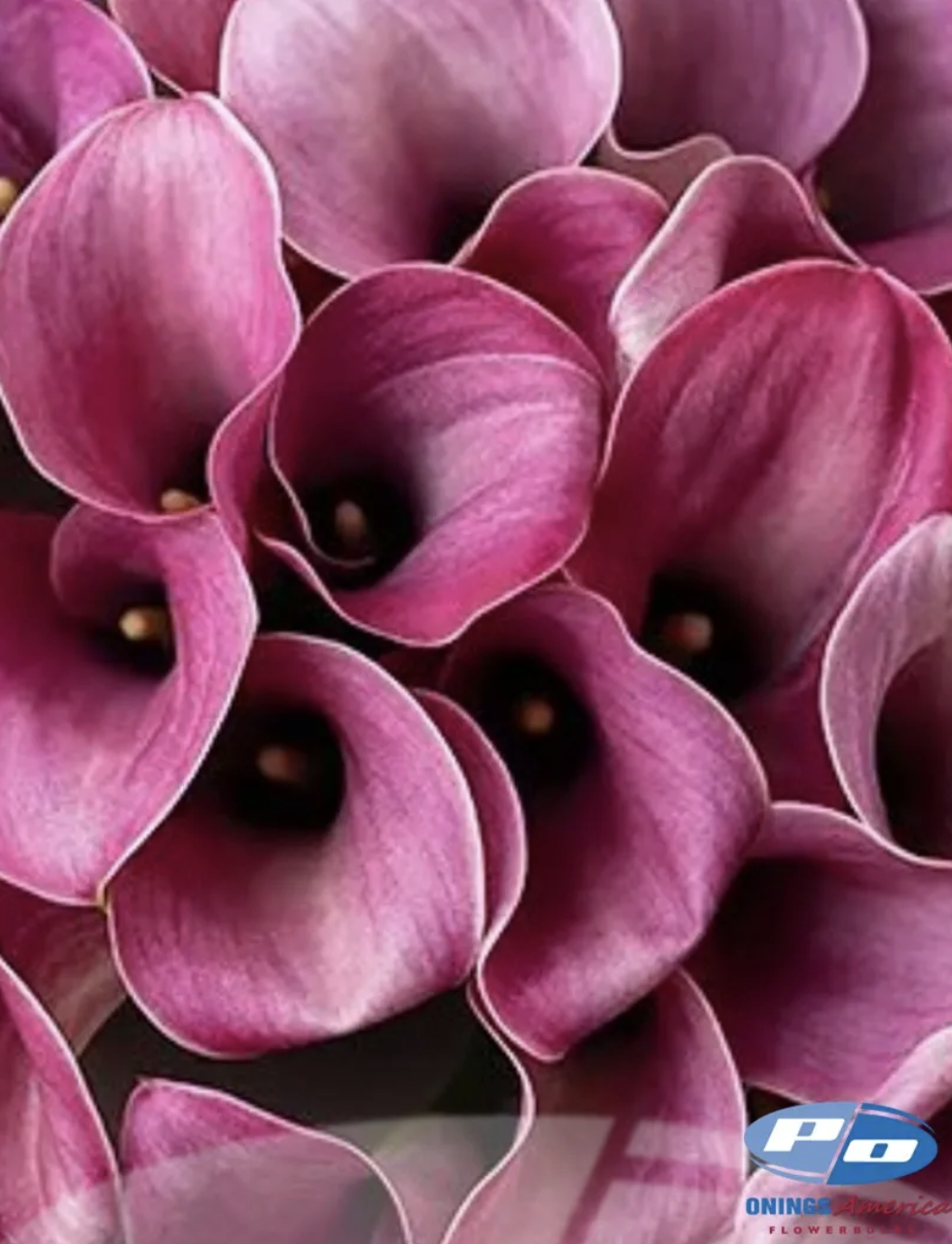 Screenshot 2026-03-30 at 8.16.16 AM.png