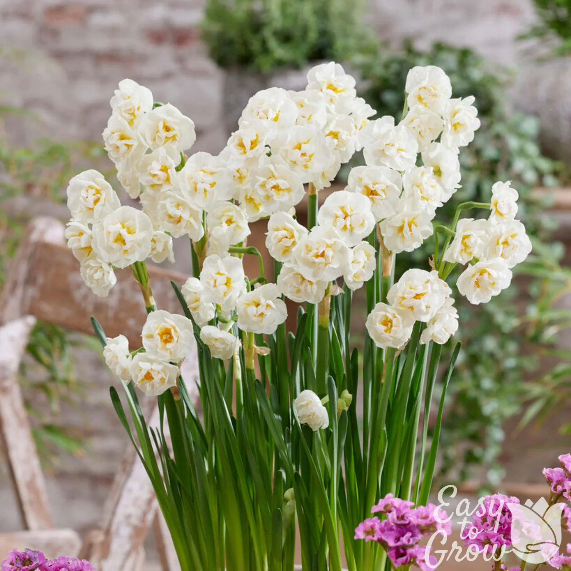 Narcissus_Bridal_Crown_VISsq_Watermark.webp