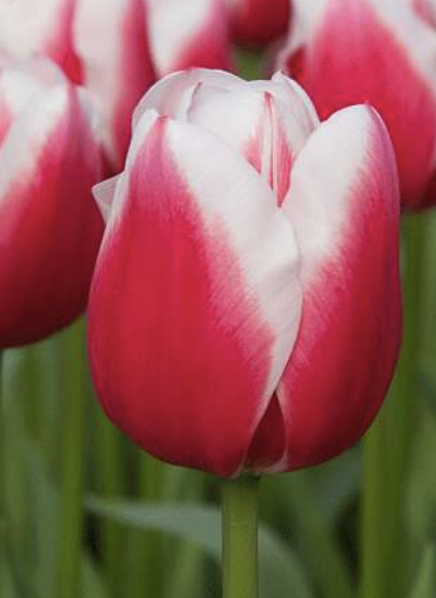 Dutch Design Tulip.png