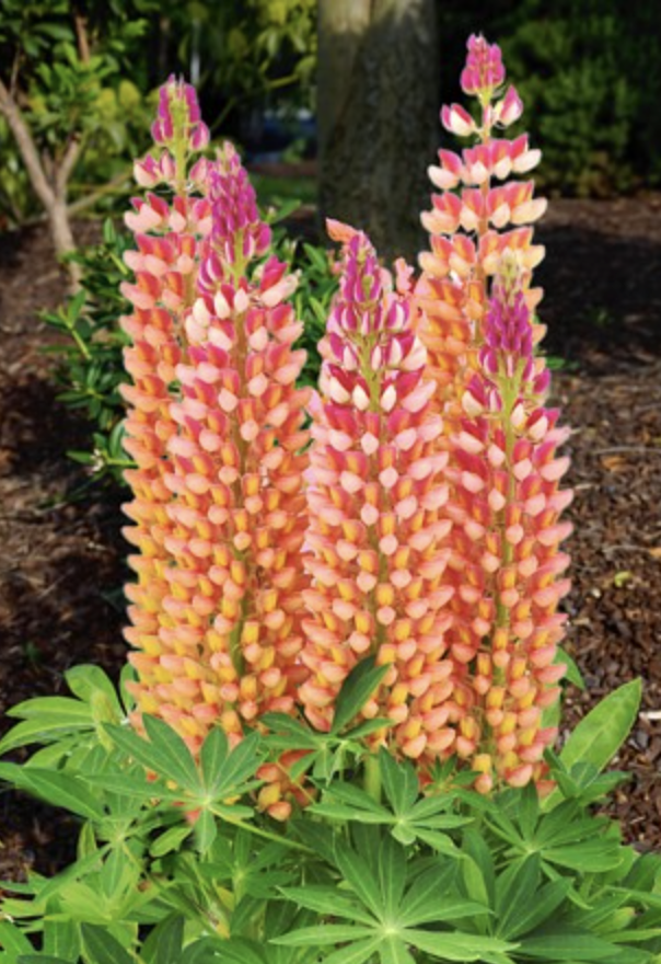 Screenshot 2026-04-12 at 4.40.19āÆPM.png