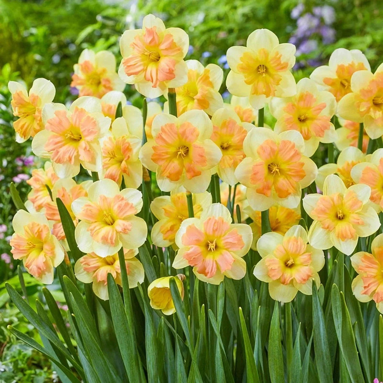 93935.webp
