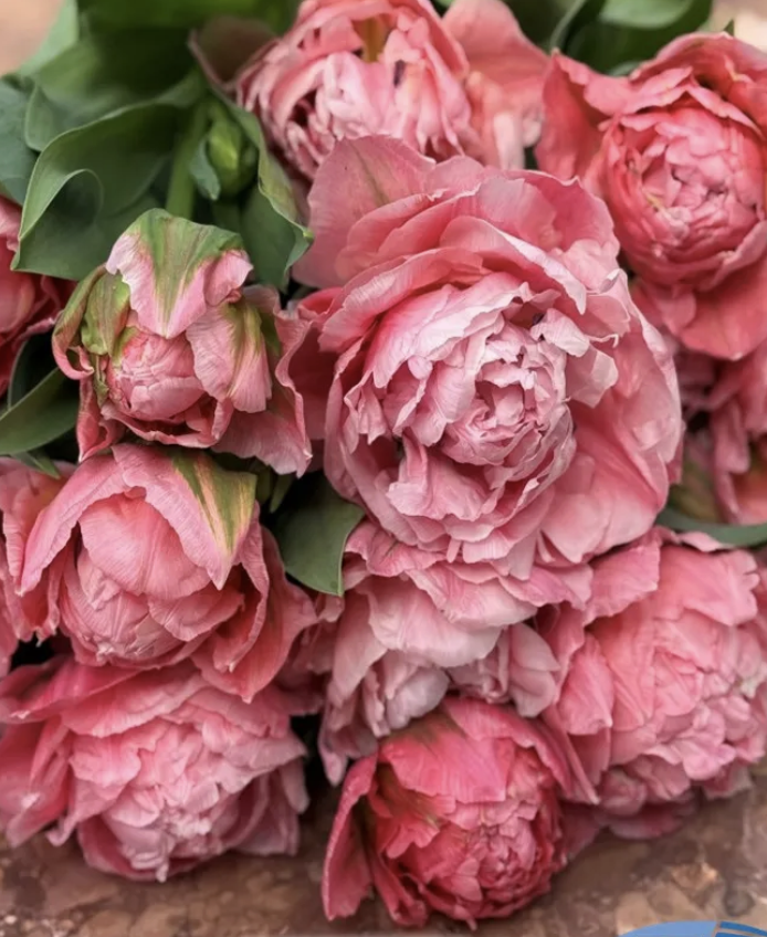 Taiwan Tulip.png