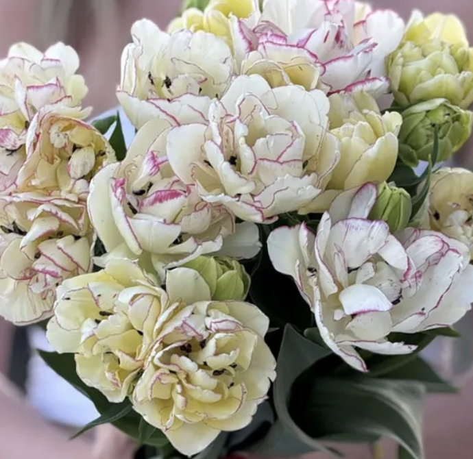 Belicia Tulip.png