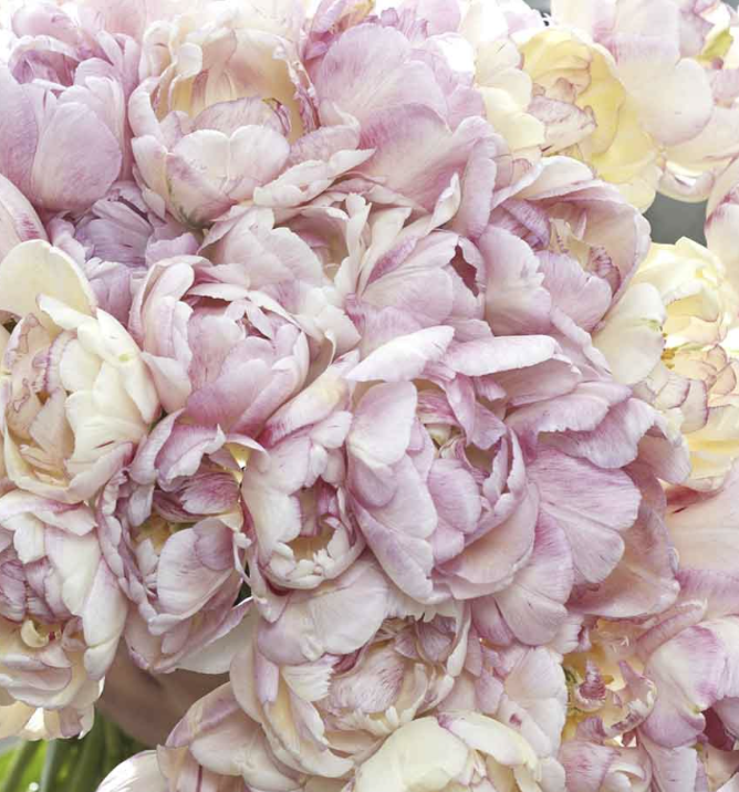 Double Shake Tulip.png