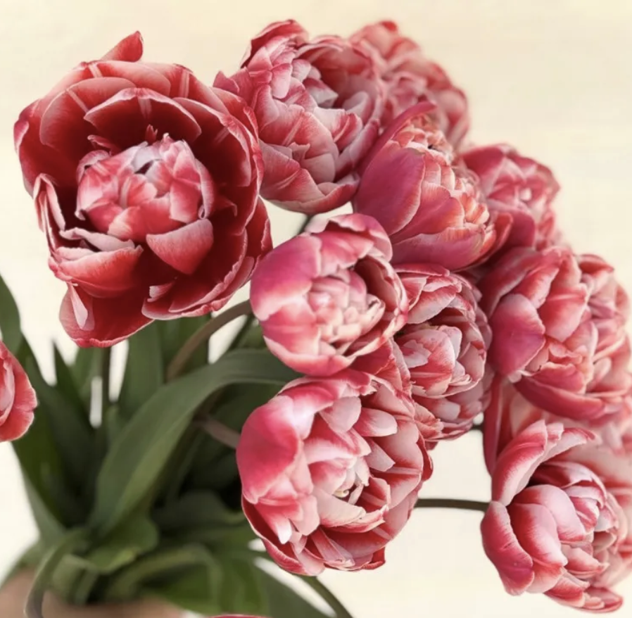 Drumline Tulip.png