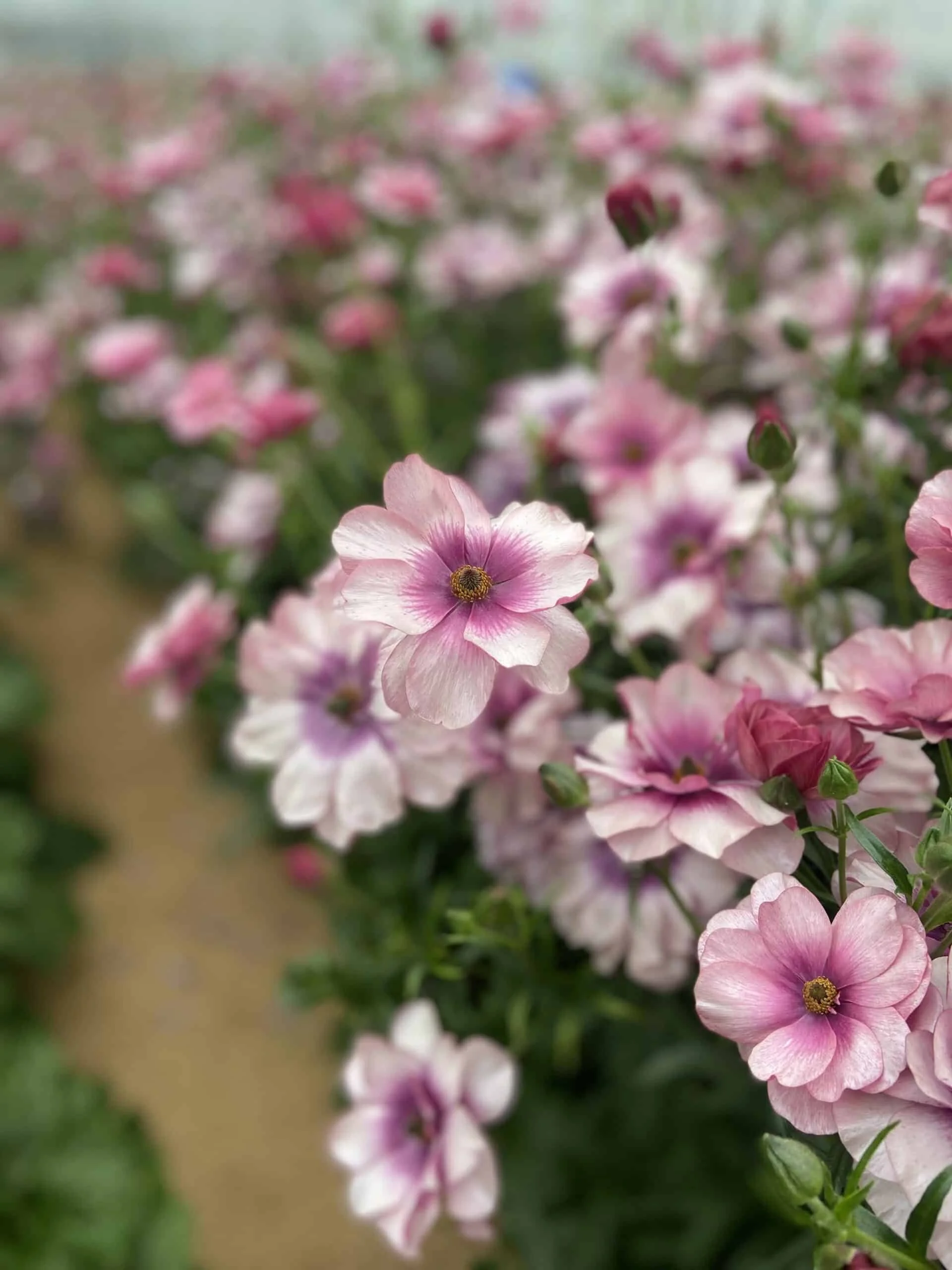 Ranunculus-Butterfly-Thiva-18-min-scaled.jpeg