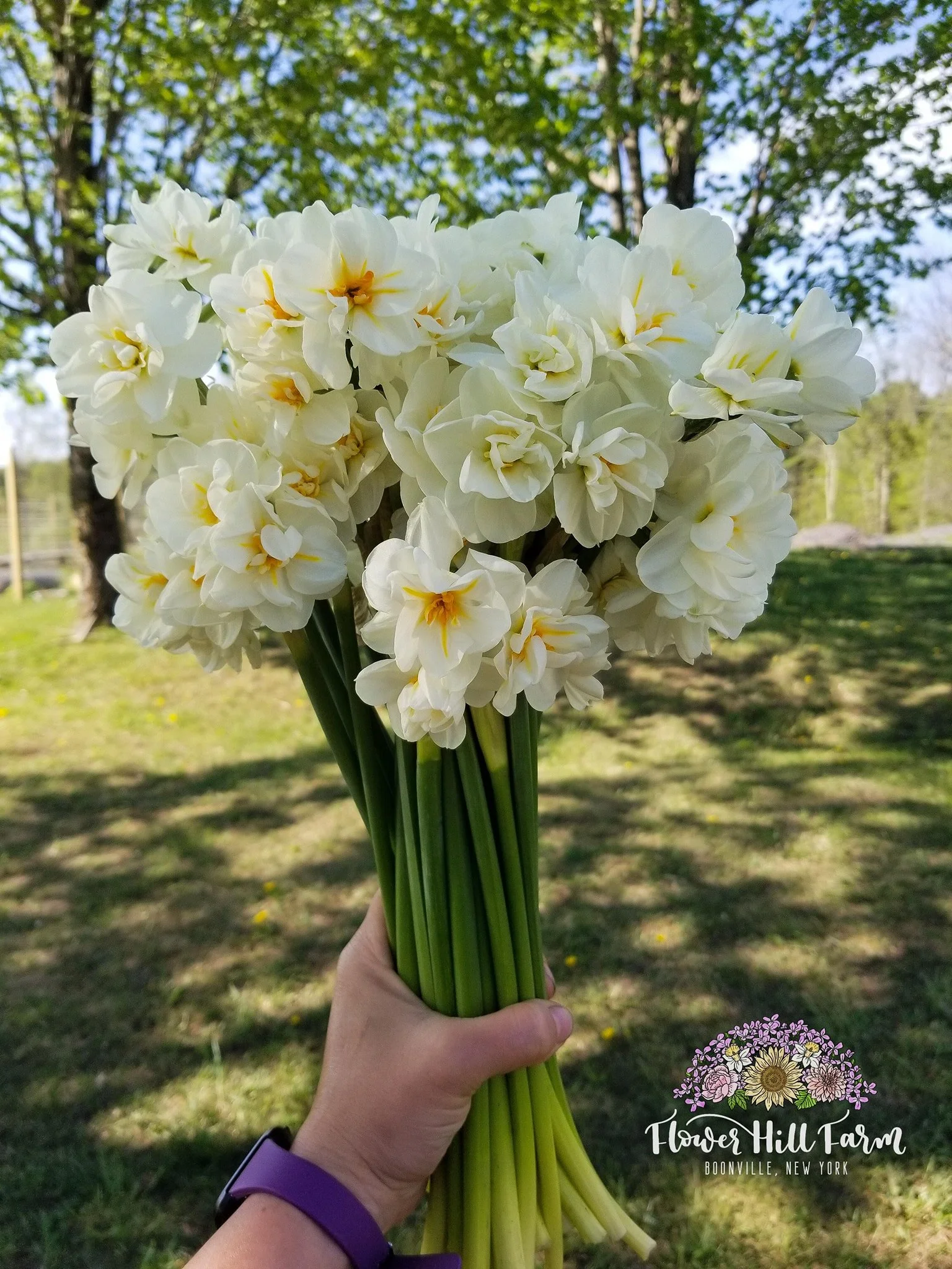 daffs.JPG