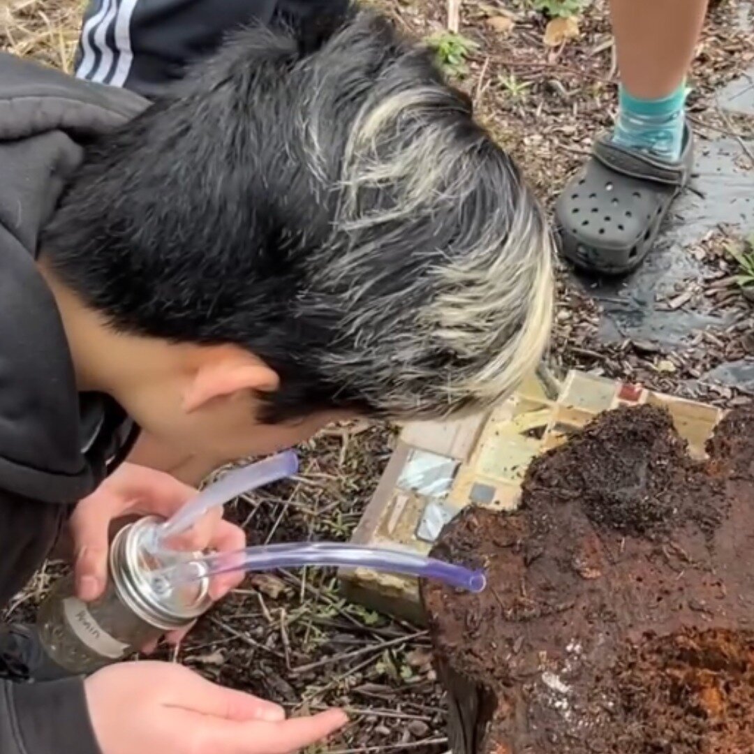 Underground Arc Exploration is well underway, and we are seeing some exciting science projects in the works! Here, some back yard ants have been duly collected, new class room ant farms have been assembled and these students are now busy observing th