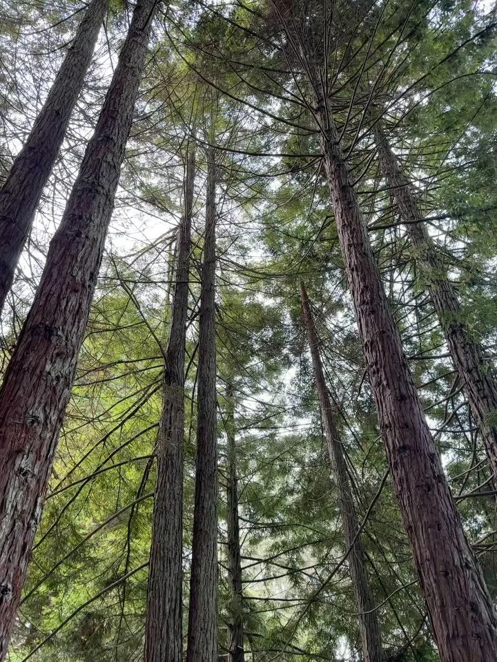 This is our campus. 
The @presidiosf is our playground.  As you may have heard, spending time in nature has been linked to better mental health and a decreased risk of psychiatric disorders among adults and children.

Dr Heather Eliassen, at Harvard,