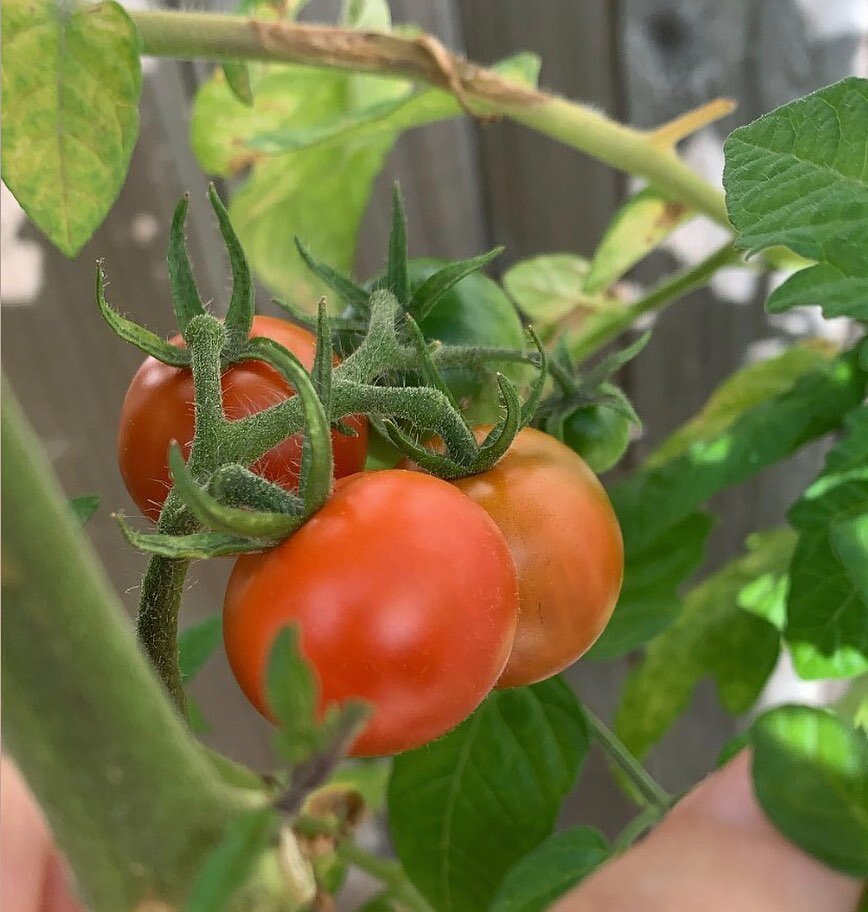 Cooling Summer Heat. 🍅

Did you know that foods carry energetic properties in TCM? 

Tomatoes are typically ready for harvest in Late Summer, the ideal time to eat them. They are &lsquo;cooling&rsquo; in nature .Tonifying the Yin, clearing summer He