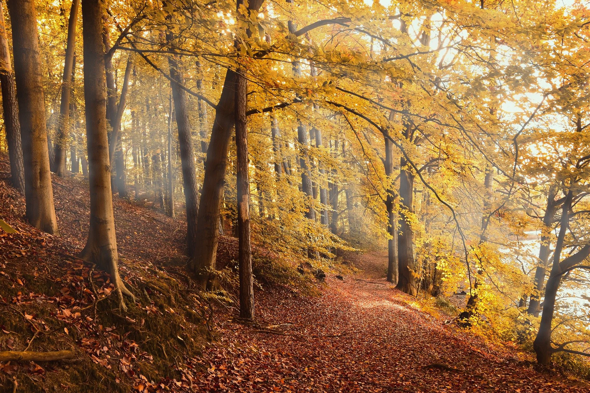 autumn-forest-4561344_1920.jpg