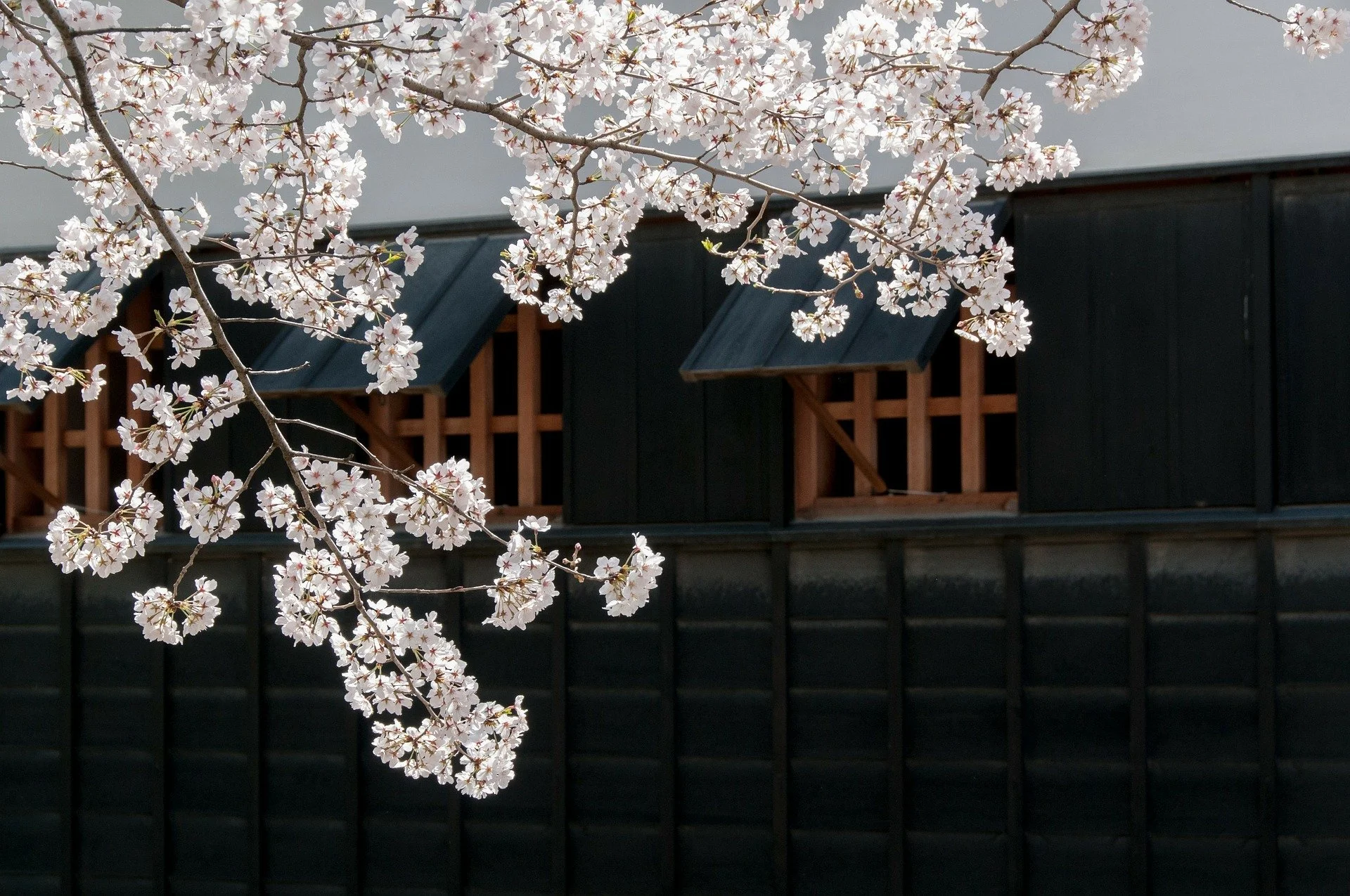 cherry-blossoms-301253_1920.jpg