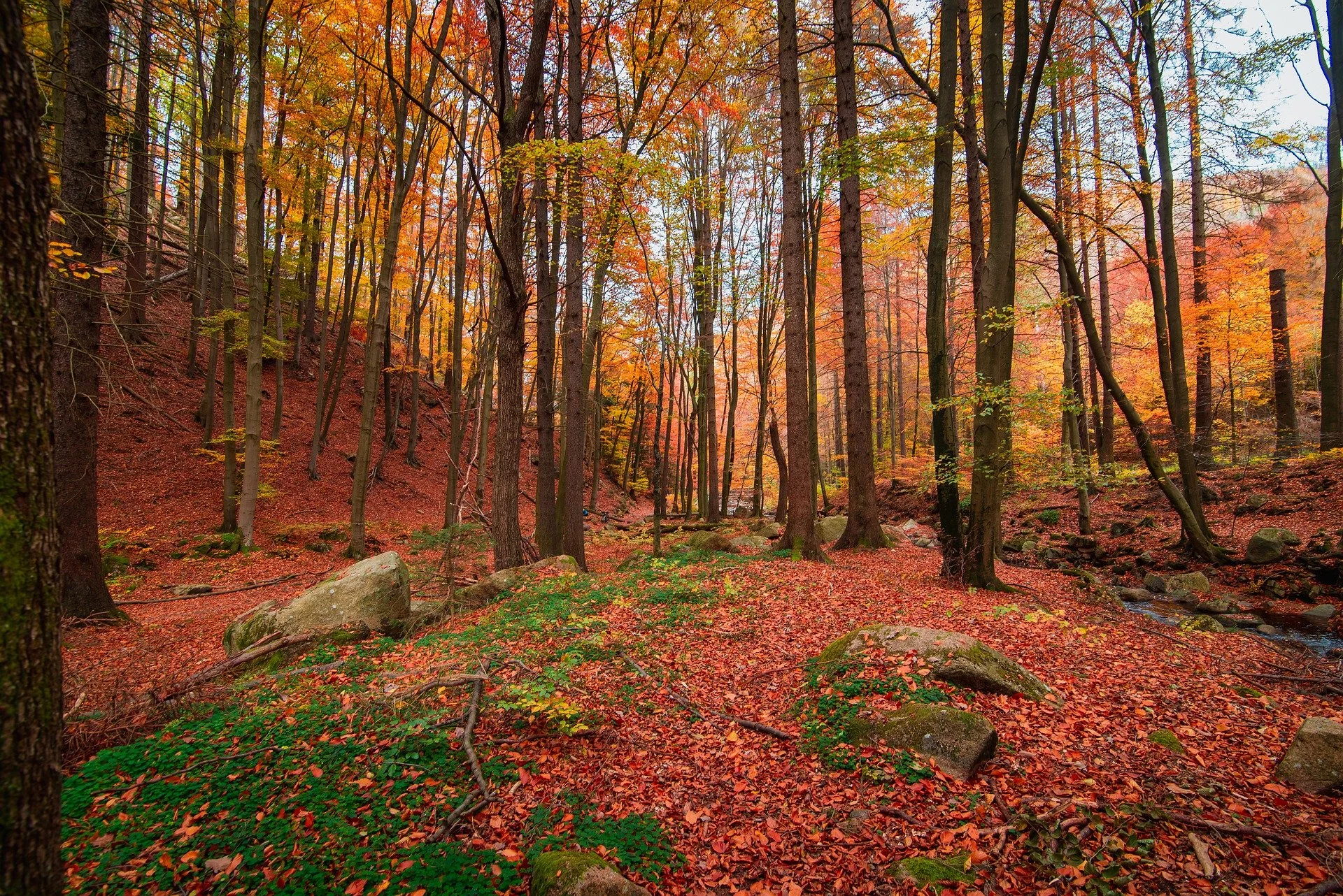 nature-6816877_1920.jpg